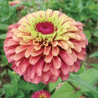 Queeny Lime Red Zinnia Thumbnail